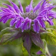 Monarde Prarienacht, Jardin & Terrasse, Enlèvement, Mi-ombre