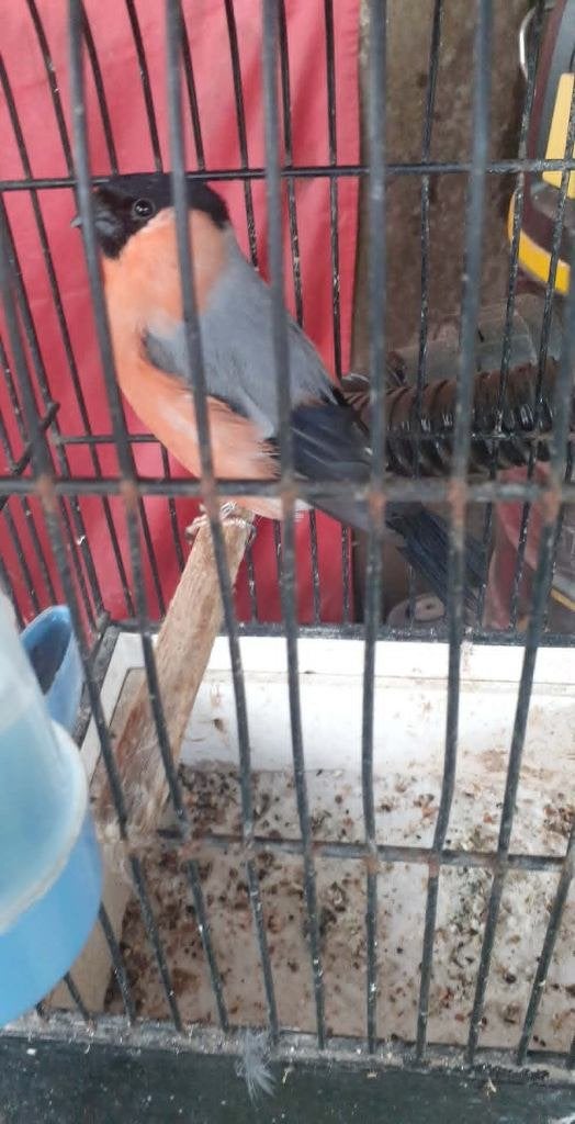vogels, Mâle, Bagué