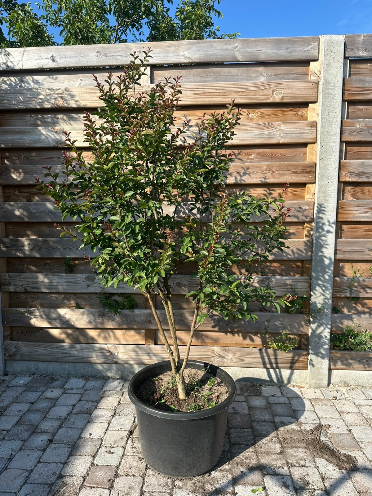 Lagerstroemia, Tuin en Terras, Planten | Bomen, Ophalen, Herfst