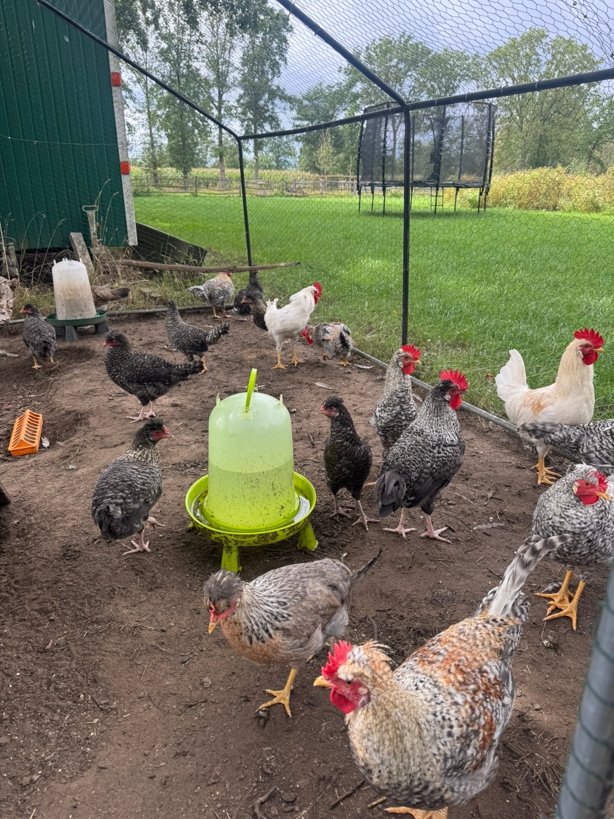 Hanen te koop , cream legbar, cream legbar x maran, Poule ou poulet