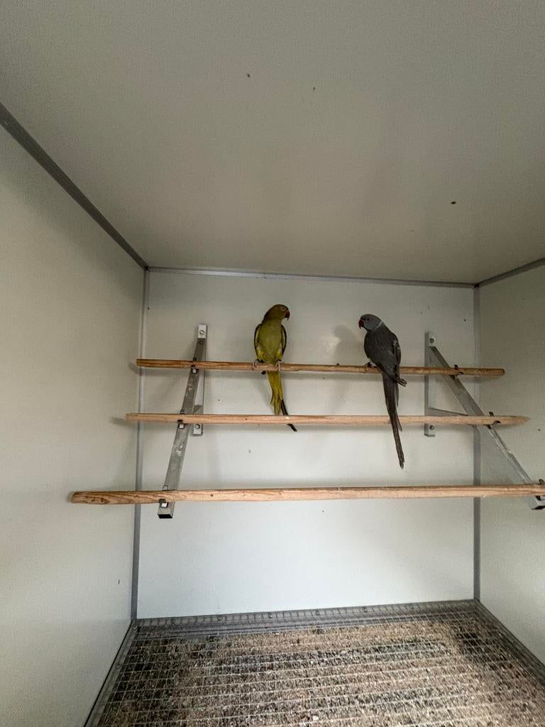 Kweekkoppel halsbanden mauve x olijf, Dieren en Toebehoren, Vogels | Parkieten en Papegaaien, Geringd