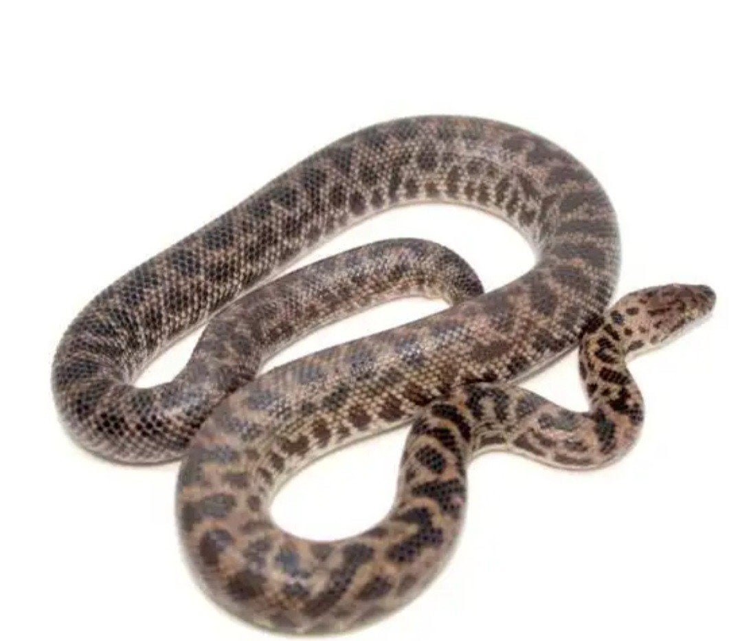 1.0 Antaresia maculosa, Dieren en Toebehoren, Slang, 3 tot 6 jaar