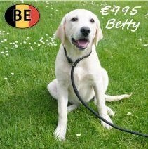 Betty, Labrador – zacht, stevig en slim, Dieren en Toebehoren, Parvo, België, 15 weken tot 1 jaar, Handelaar