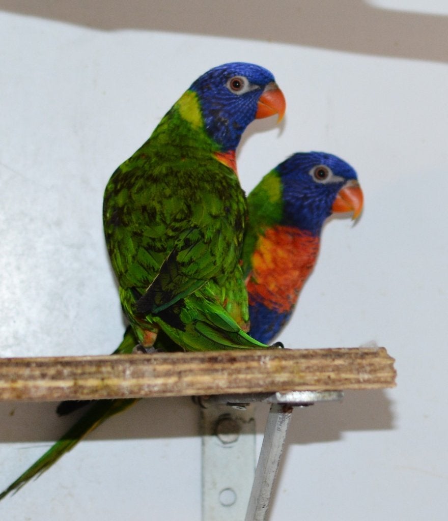 koppel Lori van de Blauwe bergen, Meerdere dieren, Geringd