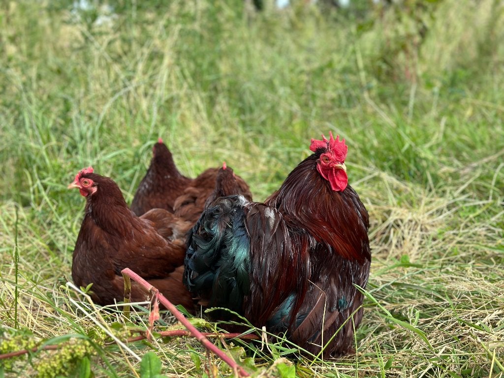 Jonge tamme Cochin kriel rood gesekst en ingeënt, Femelle, Poule ou poulet