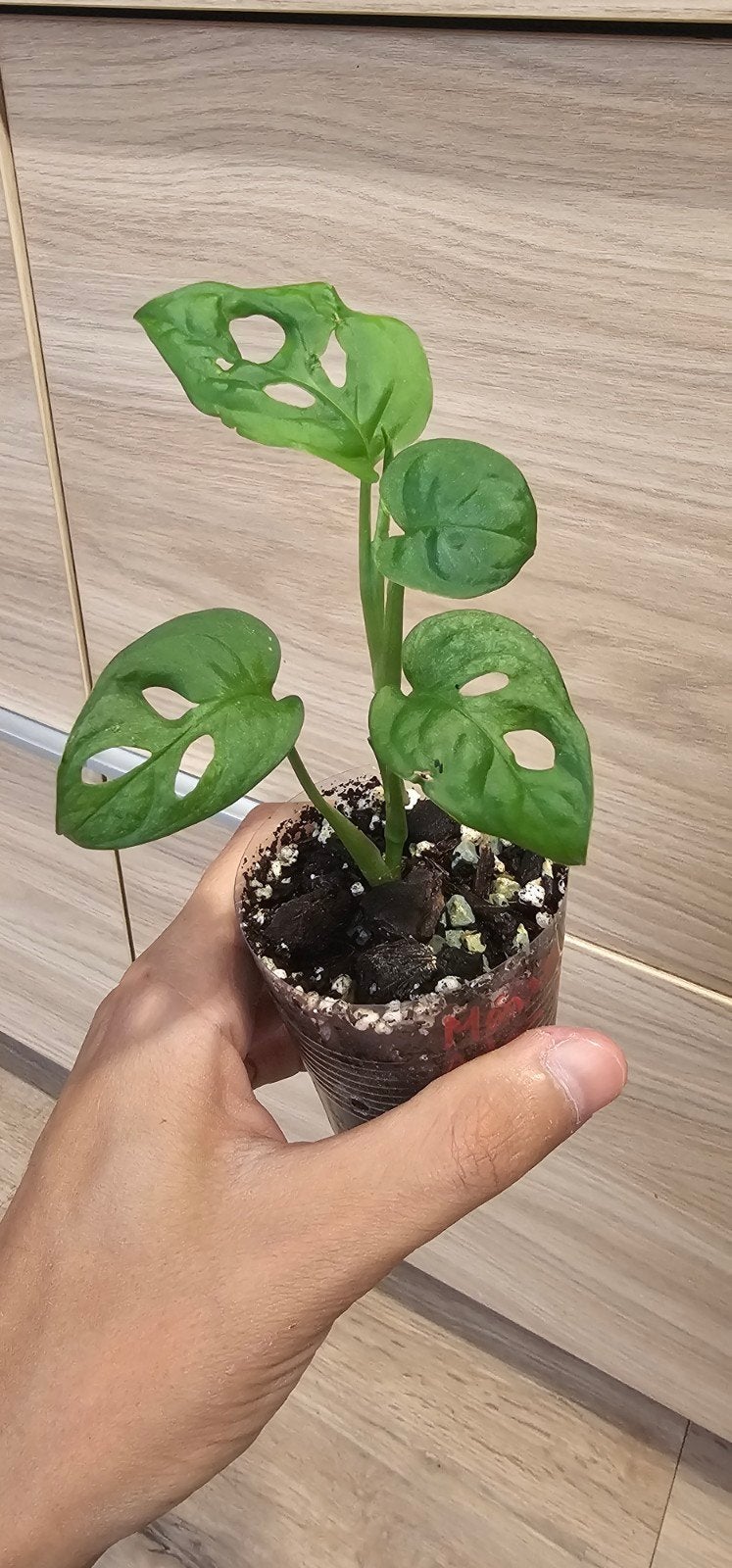 Monstera adansonii-archipel, Huis en Inrichting, Kamerplanten, Overige soorten, In pot, Minder dan 100 cm, Groene kamerplant