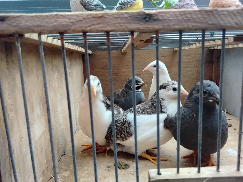 chinese dwergkwartels, Ophalen, Nieuw, Vogels