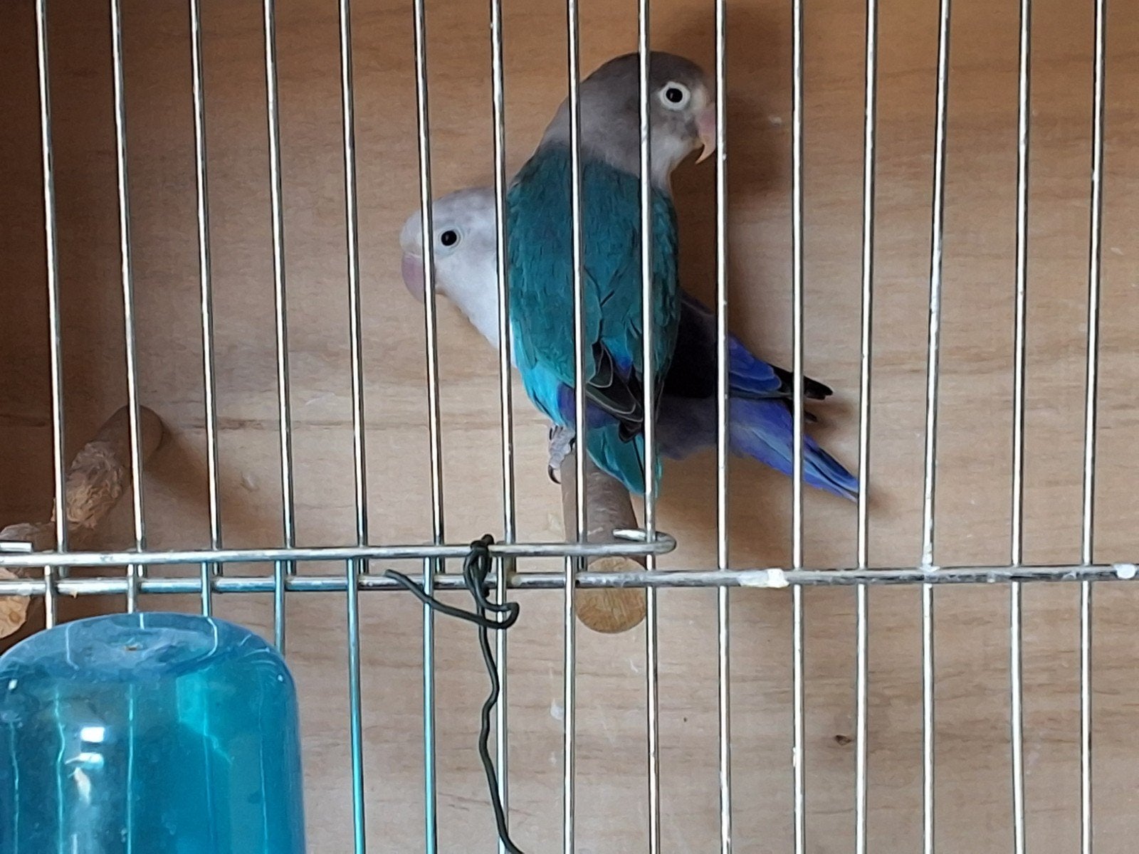 dwergpapegaaien te koop
