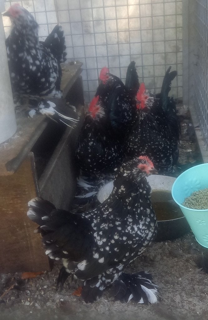 Gebaarde sabelpoot kriel haan, zwart wit gepareld, Dieren en Toebehoren, Mannelijk, Kip