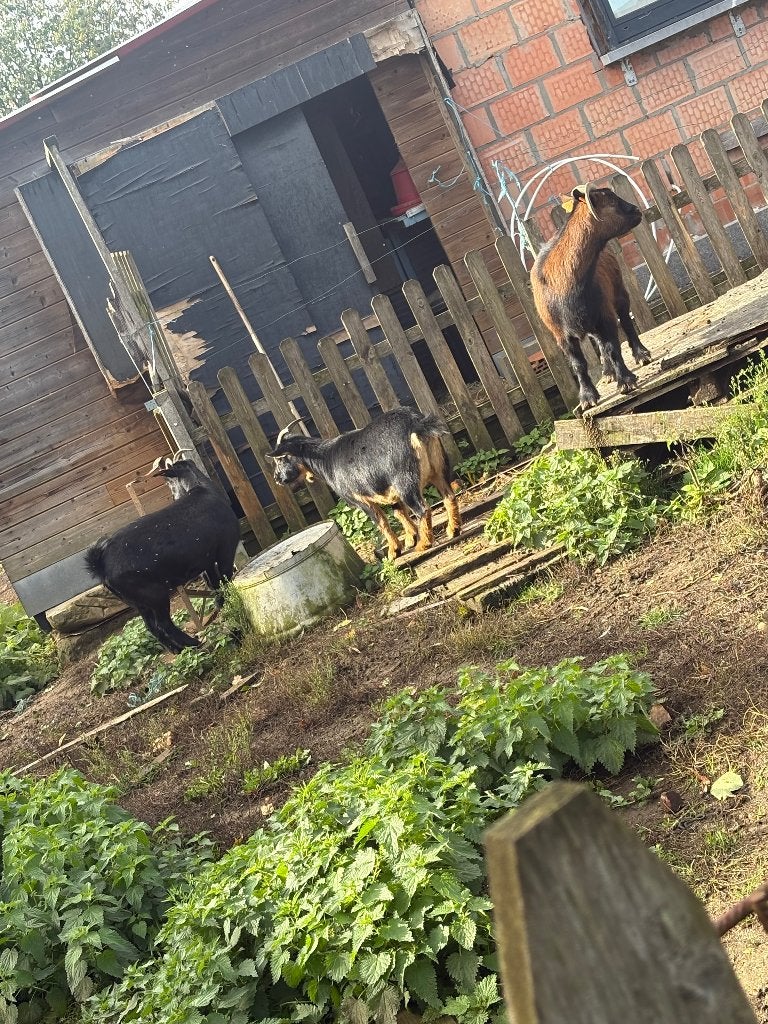 Geiten ( Miekes ), Dieren en Toebehoren, Vrouwelijk, Geit, 3 tot 5 jaar