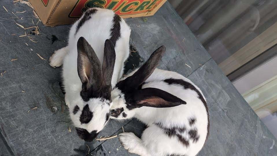 lieve en leuke vlinderkonijnen, Dieren en Toebehoren, Konijnen, Vrouwelijk, Middelgroot, 0 tot 2 jaar