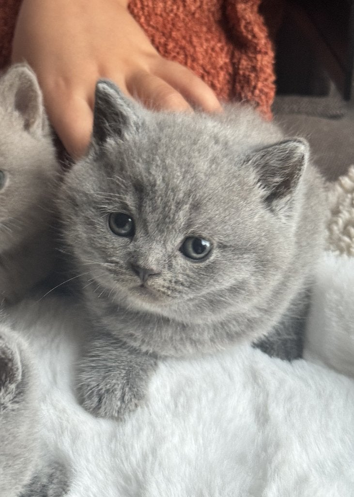 Britse korthaar, Chat, Avec pedigree, 0 à 2 ans
