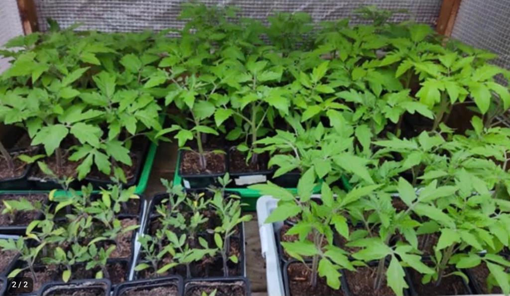 Tomatenplantjes te koop, Tuin en Terras, Ophalen, Eenjarig, Groenteplanten