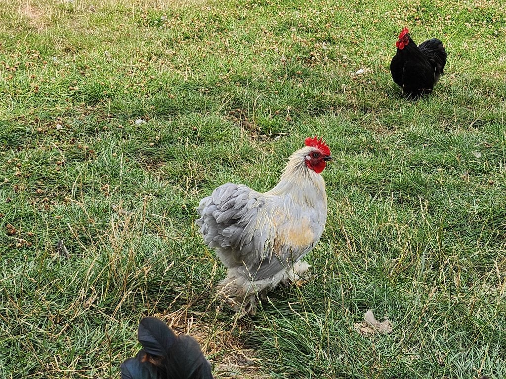 Gratis haantjes, Dieren en Toebehoren, Pluimvee