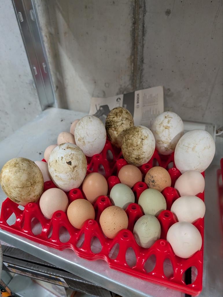 Œufs fécondés d'Oie Buff d'Amérique