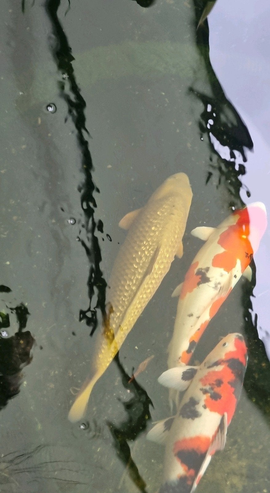 Grote Japanse Koi vijvervis 65-68cm blikvanger