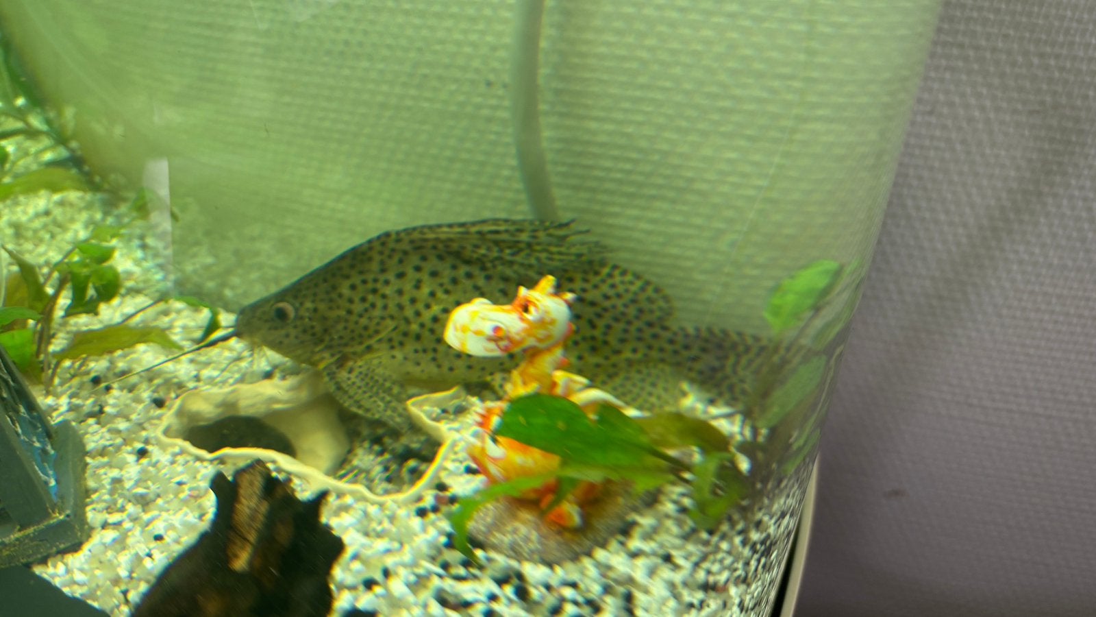 2 Synodontis eupterus zoeken samen een nieuw thuis, Animaux & Accessoires, Poissons | Poissons d'aquarium, Poisson, Poisson d'eau douce