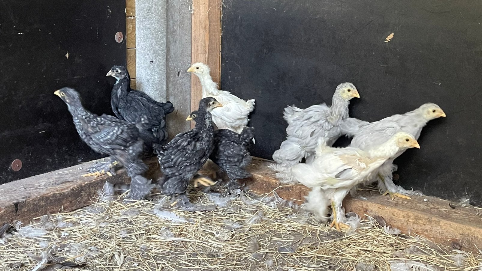 Brahma groothoender kuiken, Dieren en Toebehoren, Pluimvee, Kip, Meerdere dieren