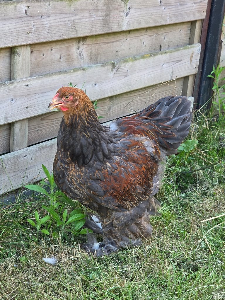 Brahma blauwpatrijs haantje, Mâle, Poule ou poulet