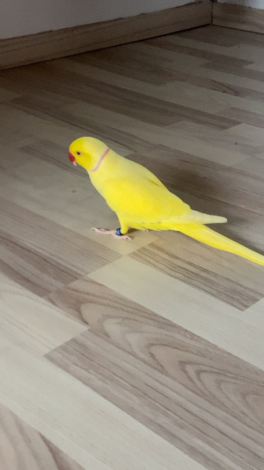 GEZOCHT HALSBAND POP, Dieren en Toebehoren, Vogels | Parkieten en Papegaaien, Mannelijk, Parkiet, Pratend