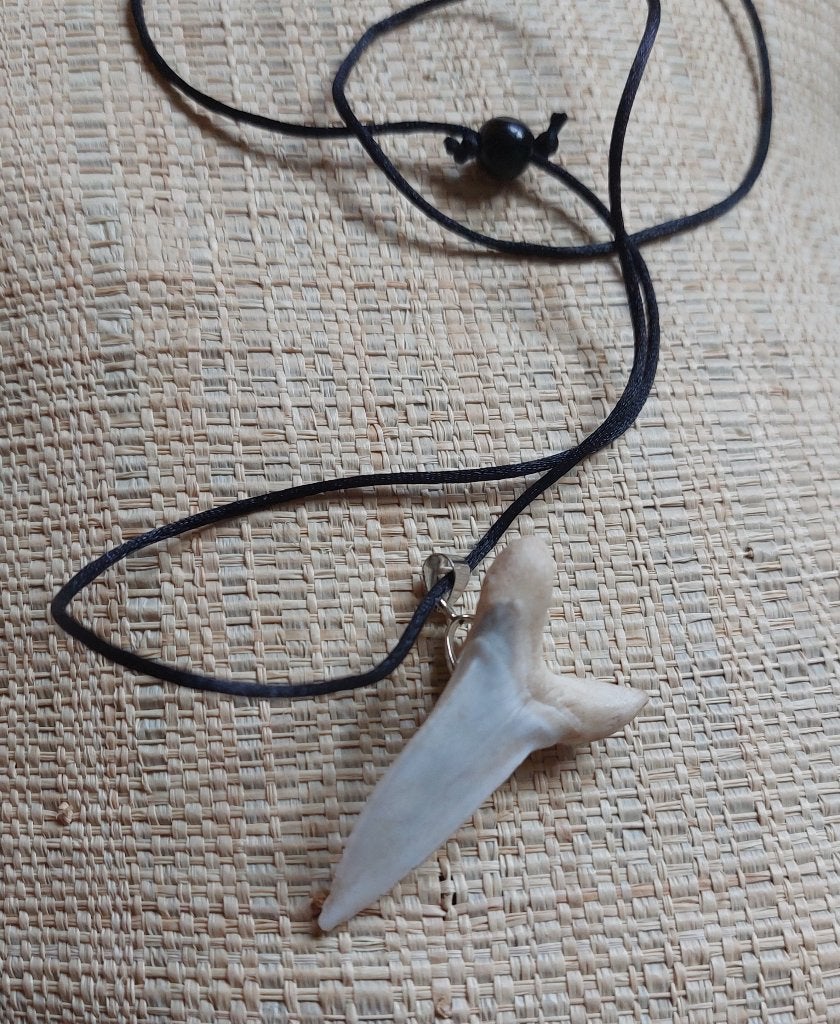 Dent de requin de Madagascar, Ophalen, Fossiel