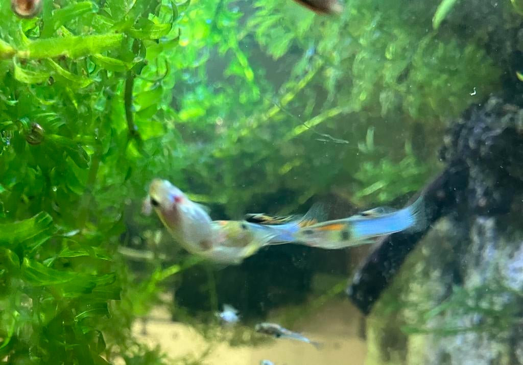 Endler guppy’s, Dieren en Toebehoren, Vis, Zoutwatervis, Schoolvis