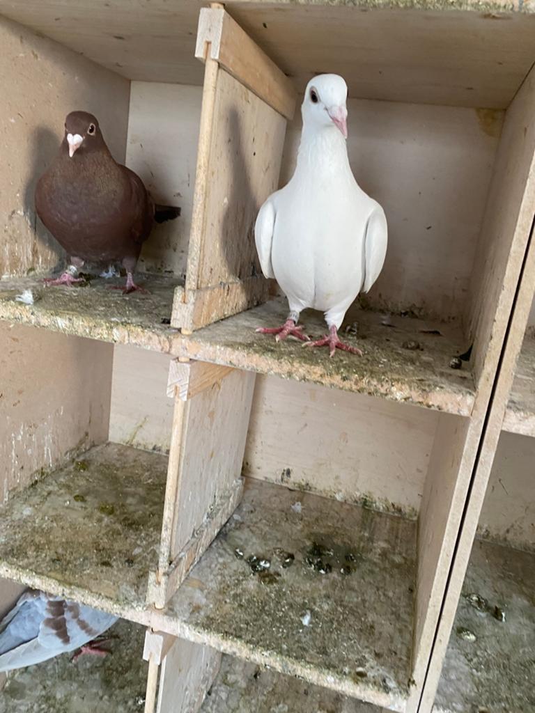 Kopel white, Meerdere dieren, Postduif