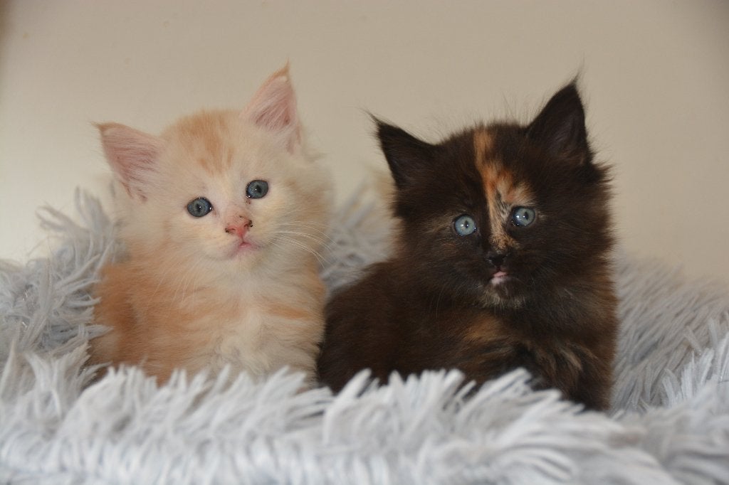 Maine coon kittens, Gechipt