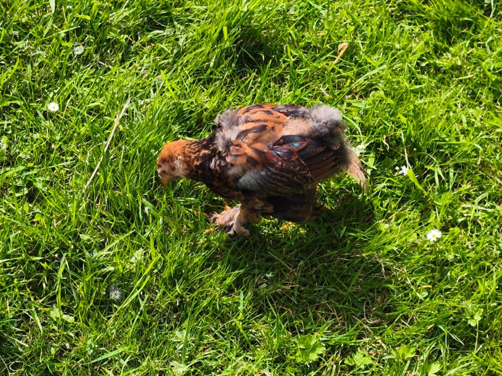 Coq Brahmâ