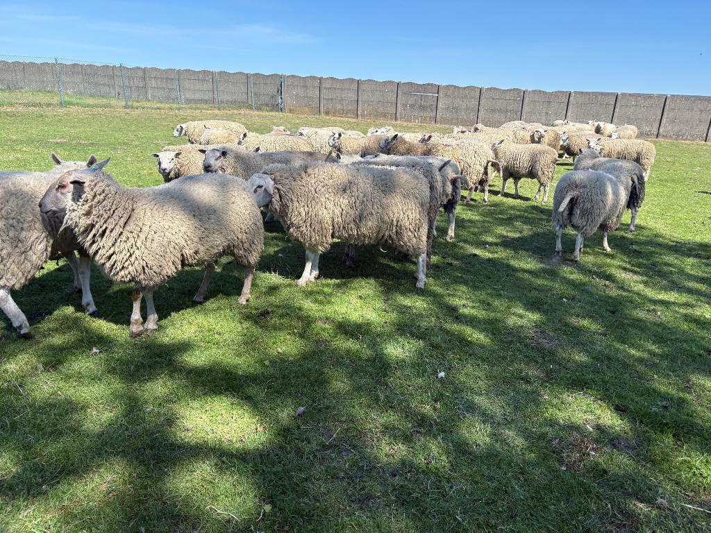 14 rammen, Mannelijk, Schaap, 0 tot 2 jaar