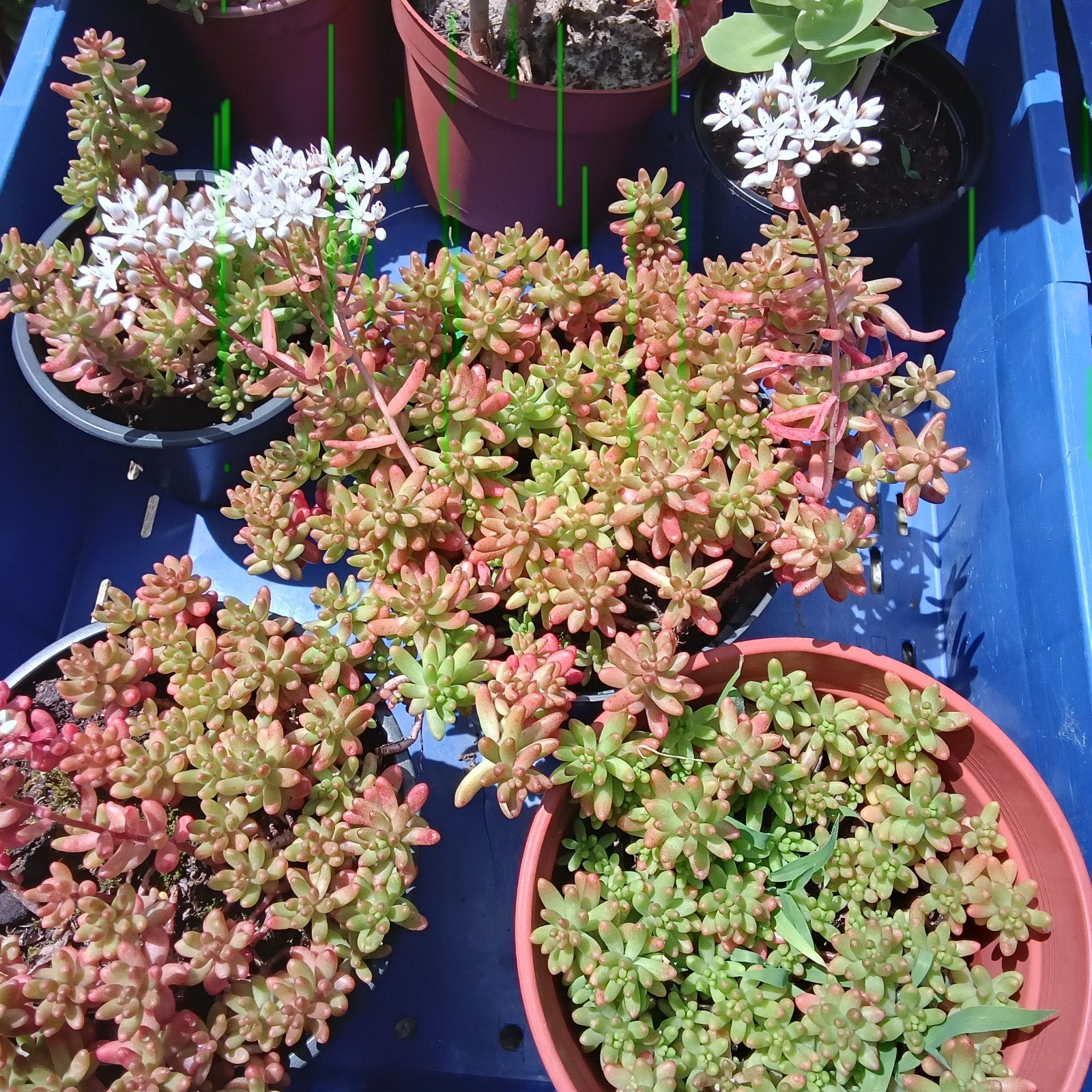 Sedum coral carpet aan 1 en 1,5 euro, Mortsel, Ophalen, Herfst