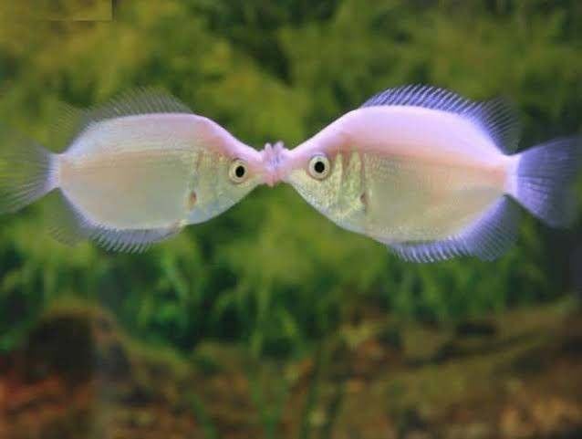 Aquariumvissen 5 euro per vis, Vis, Zoetwatervis