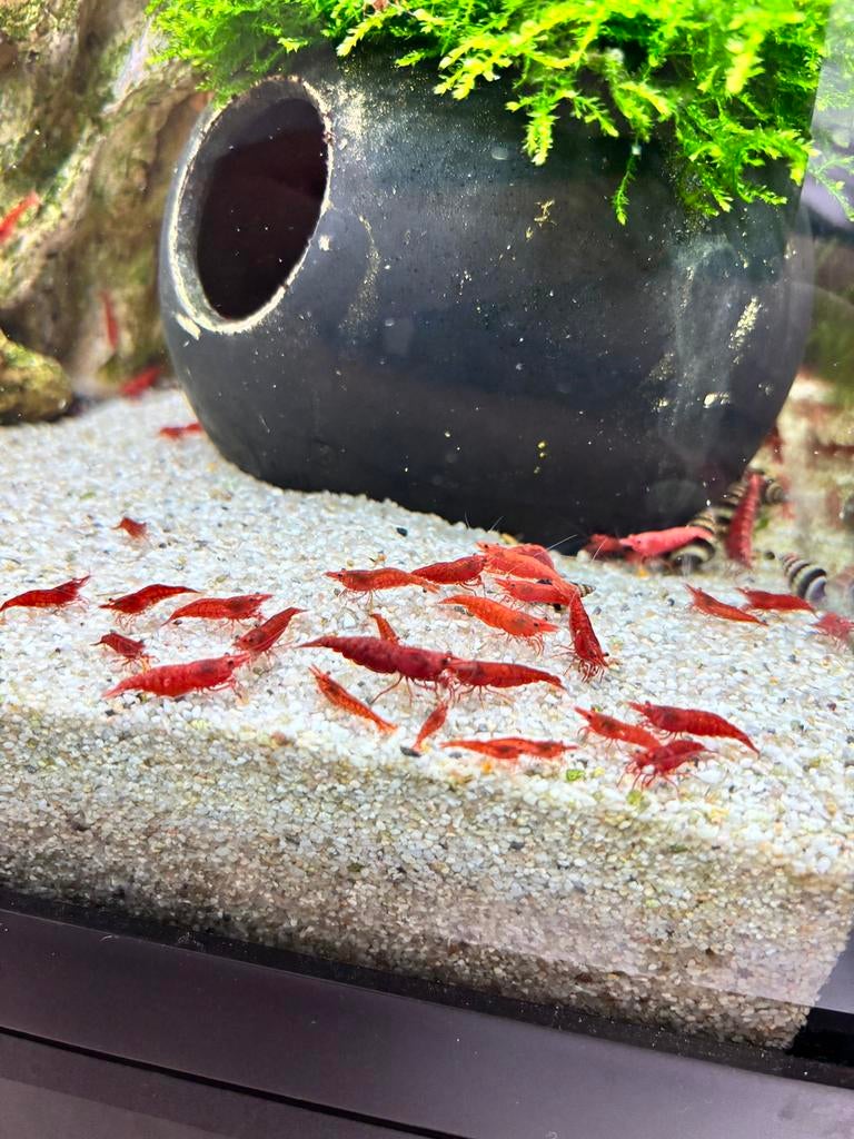Eigen kweek rode garnalen., Dieren en Toebehoren, Vissen | Aquariumvissen