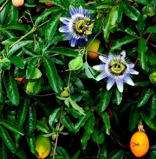 10 zaden Exotische Passiebloem - Passiflora caerulea, Verzenden, Voorjaar, Volle zon, Zaad