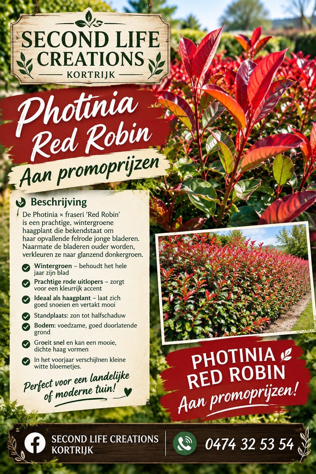 ‼️Photinia red robin aan promoprijzen ‼️, Jardin & Terrasse, Enlèvement, Charme, Haie