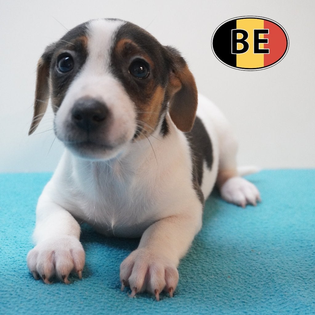 Chiots Jack Russell à vendre — Énergie et malice, Commerçant, Chien (mâle), Belgique, 8 à 15 semaines