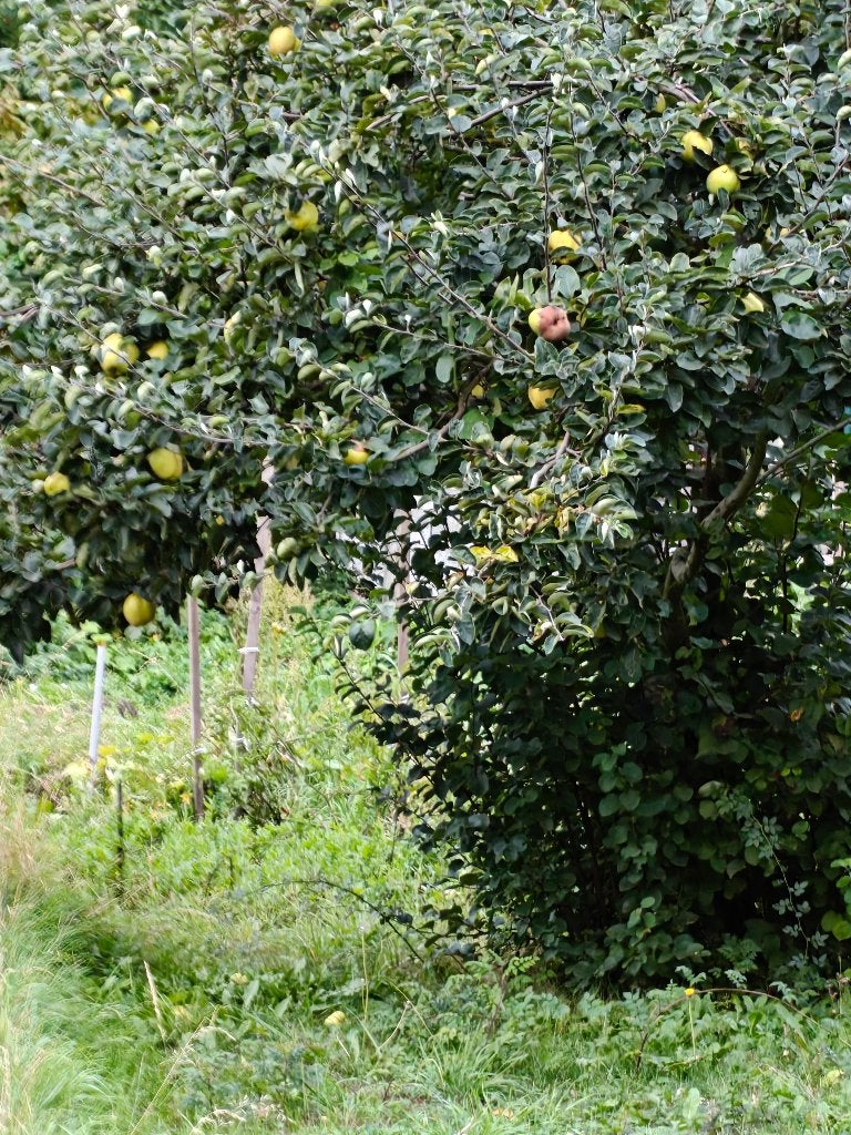 Coing, Tuin en Terras, Ophalen, Overige soorten