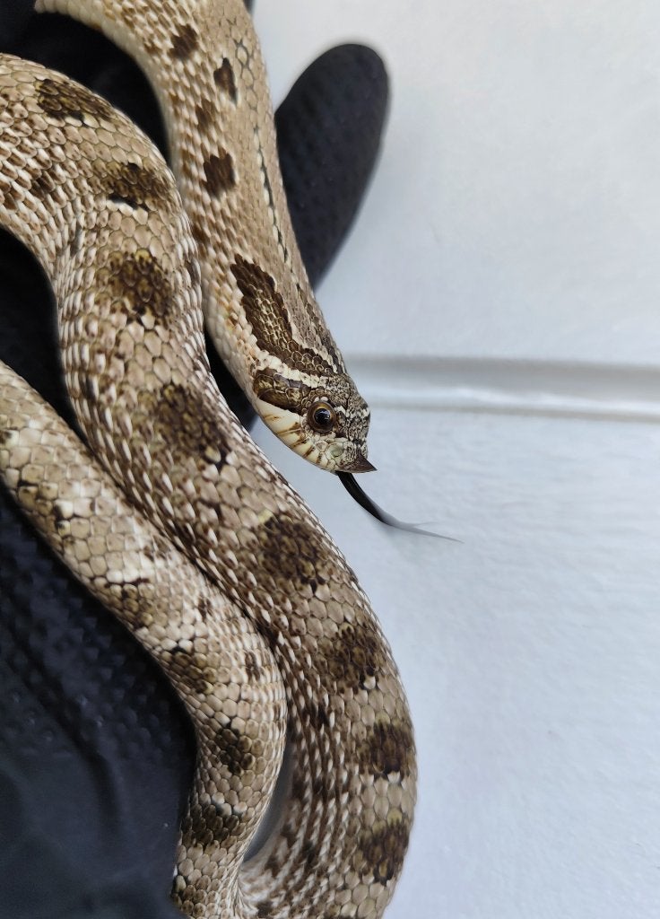 1.0 Heterodon nasicus - Arcticconda het. Maitai, Dieren en Toebehoren, Reptielen en Amfibieën, Slang, Tam, 0 tot 2 jaar