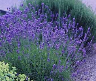 Lavendel augustifolia 'Muntstead', Ophalen, Vaste plant, Bodembedekkers, Volle zon
