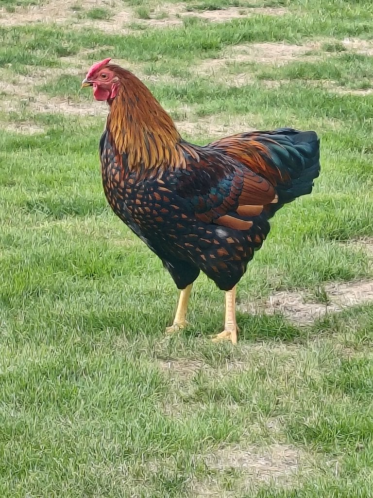 Wyandotte haan, Animaux & Accessoires, Mâle, Poule ou poulet
