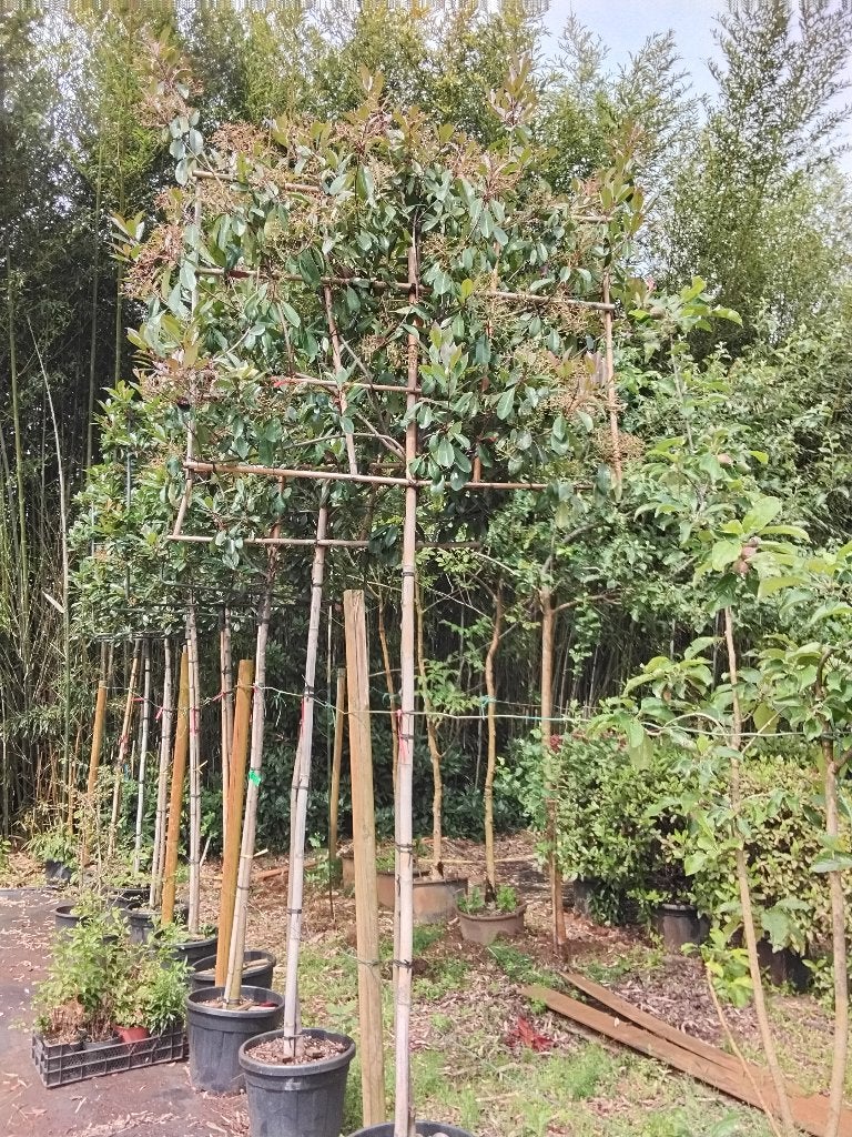 photinia  scherm    leivorm   stam  190 cm  mt12/14, Tuin en Terras, Planten | Struiken en Hagen, Haag, Overige soorten, 250 cm of meer