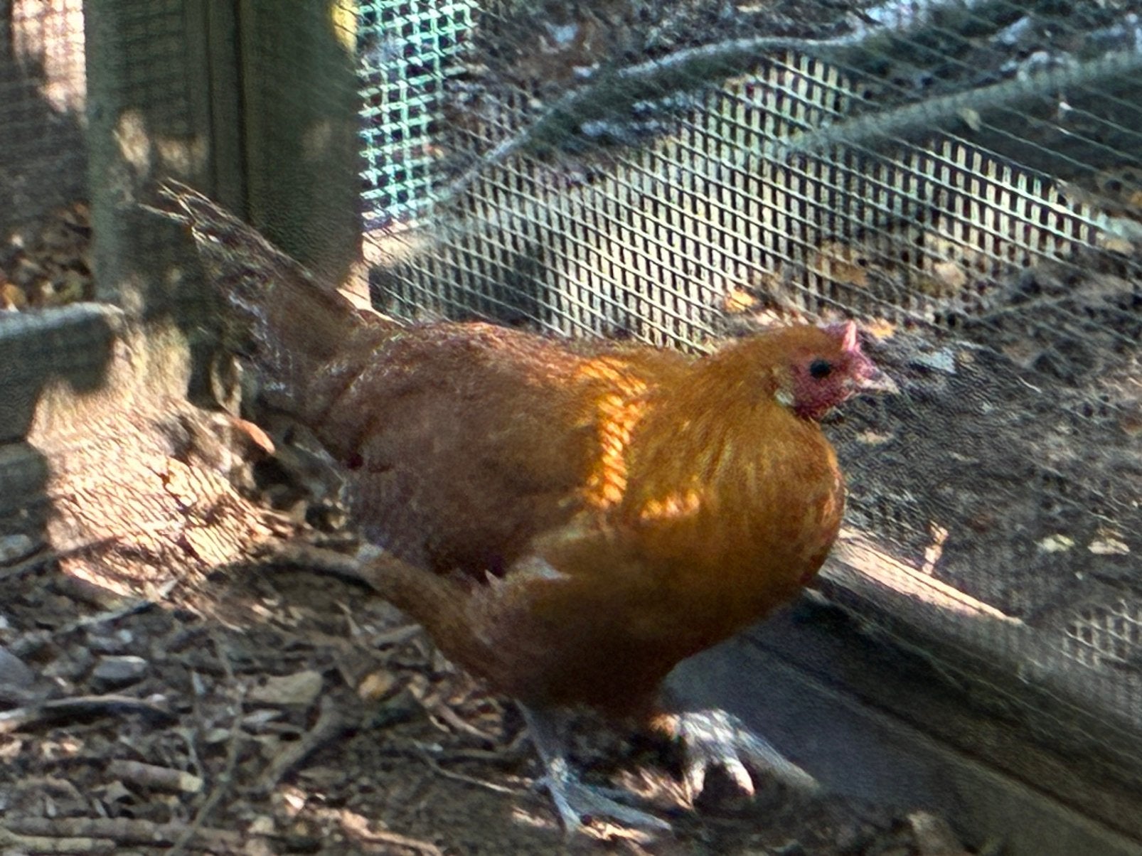 Hen goudbrakel blauwgeband, Dieren en Toebehoren, Vrouwelijk, Kip