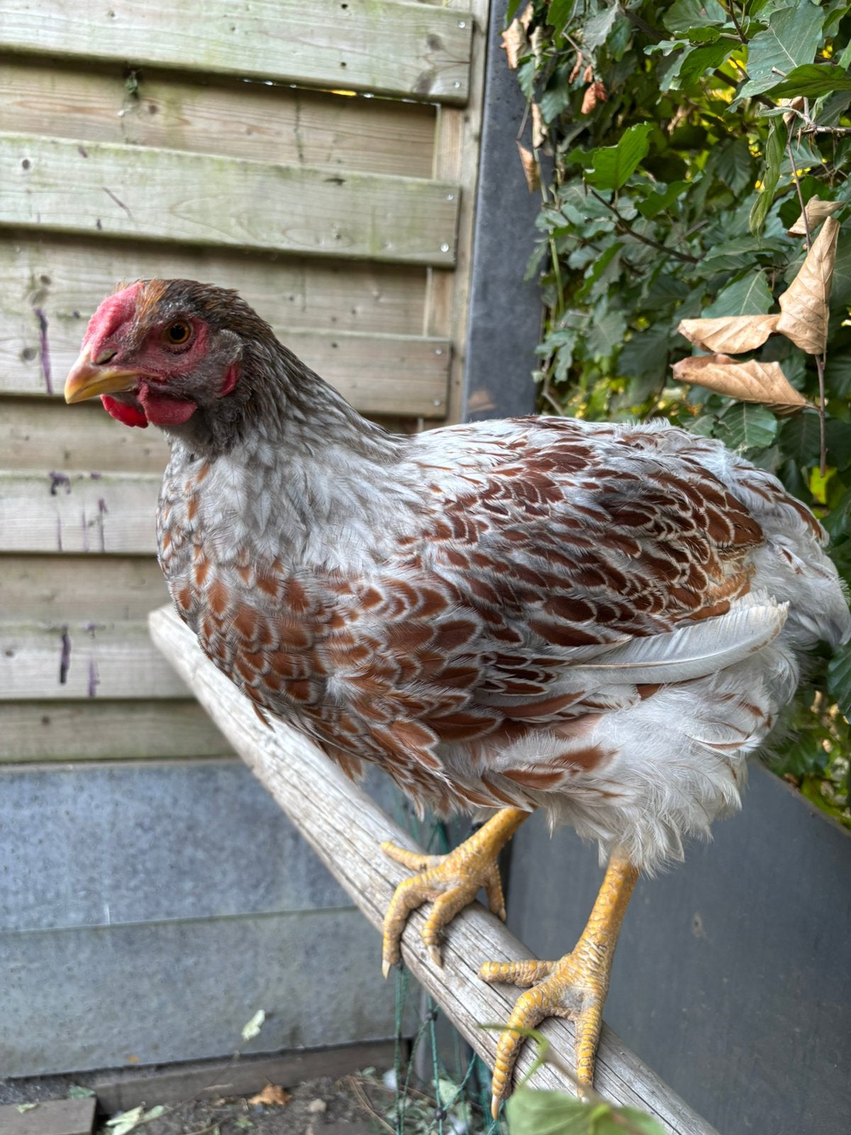 Wyandotte, Barnevelder, Poule de Bresse, Bonte Leghorn Haan