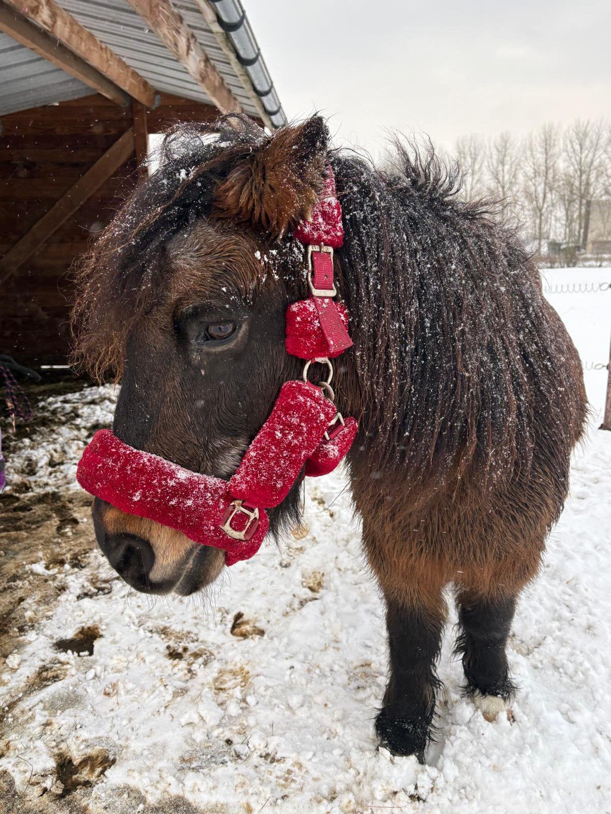 Bpony te koop, Dieren en Toebehoren, Pony's, Gechipt, Ruin, Niet van toepassing, B pony (1.17m tot 1.27m)