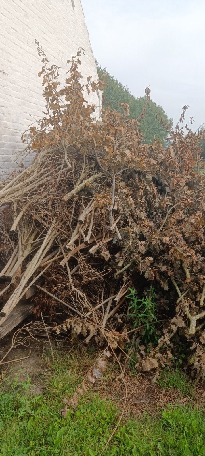 gratis hout, Ophalen, Overige houtsoorten