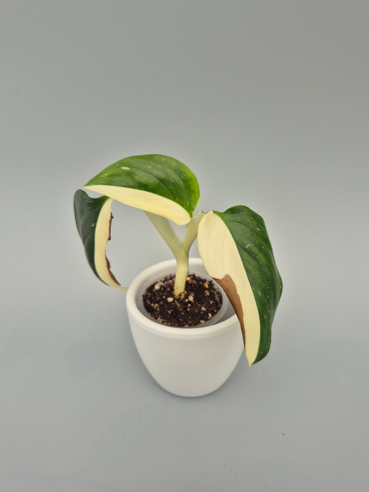 Monstera standleyana cobra stek, Huis en Inrichting, Kamerplanten, Ophalen of Verzenden