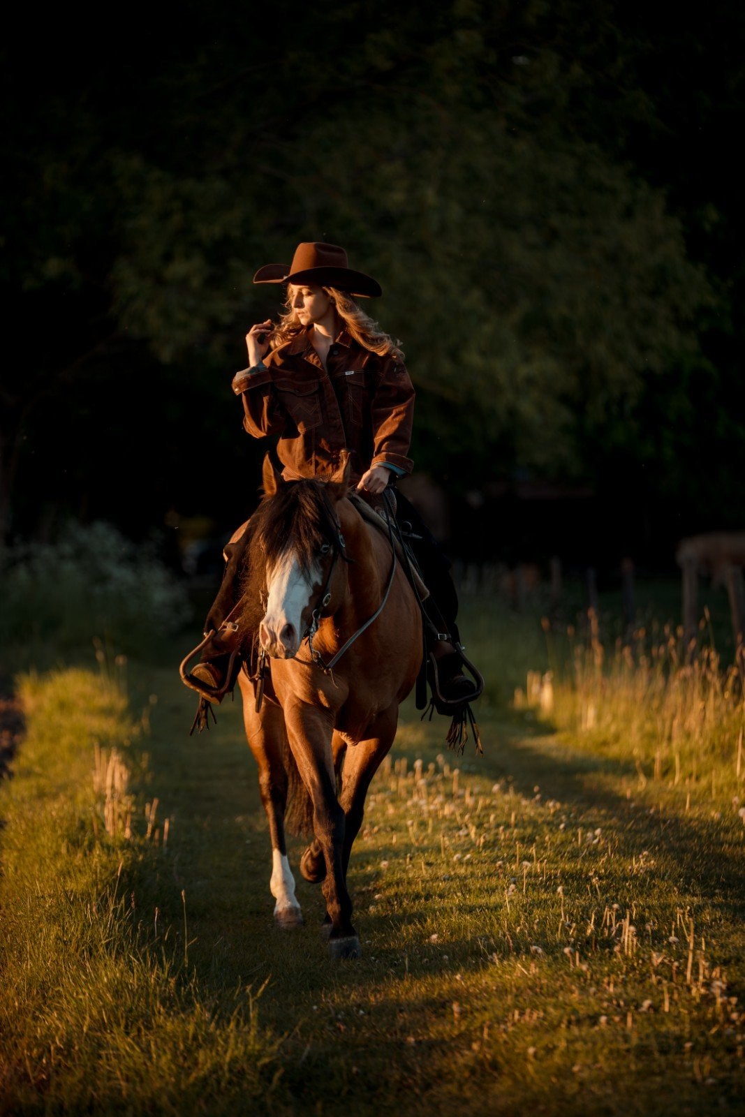 AQHA hengst ter dekking, Dieren en Toebehoren, Paarden, Hengst