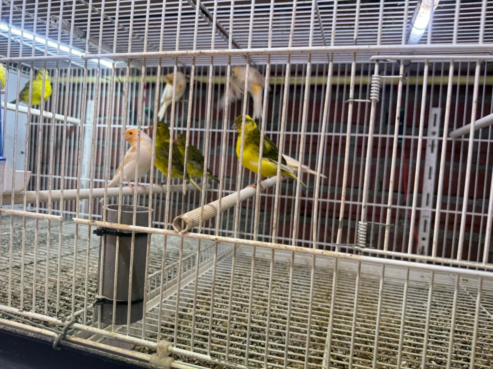 Te koop kanaries van 2026, Plusieurs animaux