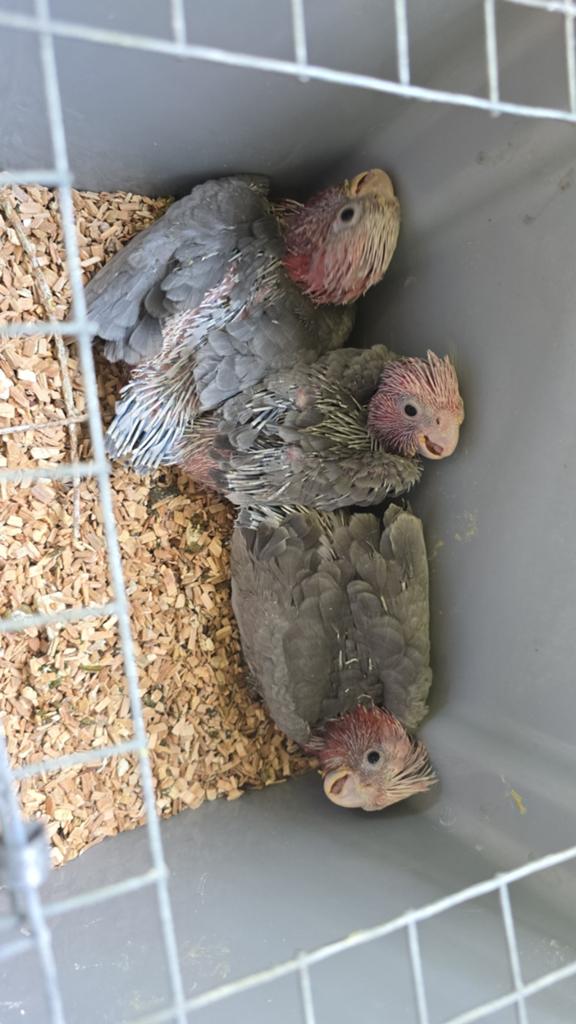 Rose kaketoes te reserveren, Dieren en Toebehoren