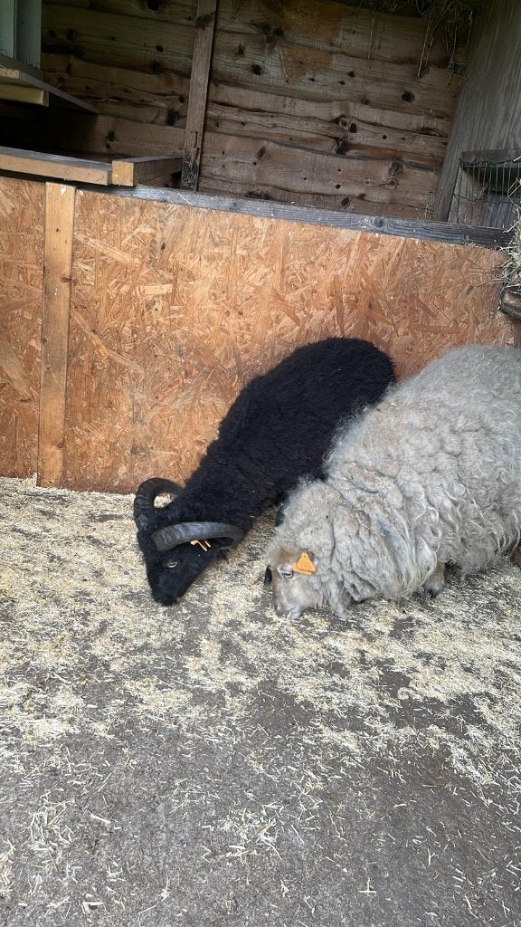 ouessant ooi en ram, Dieren en Toebehoren, Meerdere dieren, Schaap, 0 tot 2 jaar